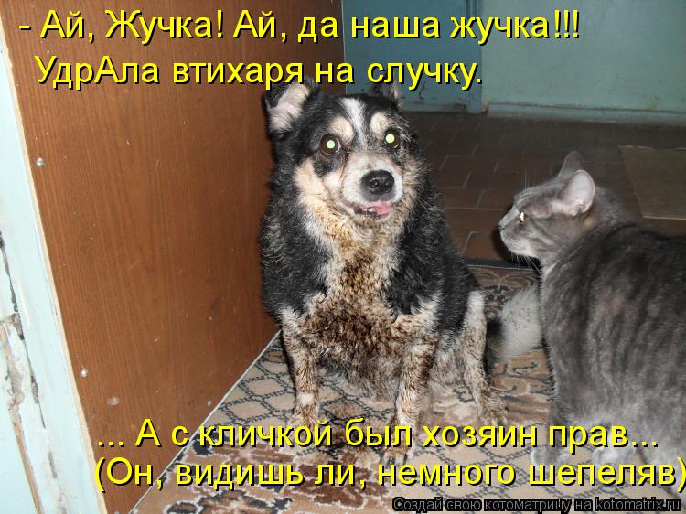 Котоматрица: - Ай, Жучка! Ай, да наша жучка!!! ... А с кличкой был хозяин прав... (Он, видишь ли, немного шепеляв) УдрАла втихаря на случку.