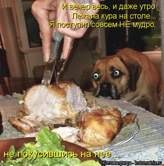 Котоматрица: Лежала кура на столе... И вечер весь, и даже утро Я поступил совсем НЕ мудро,  не покусившись на нее...