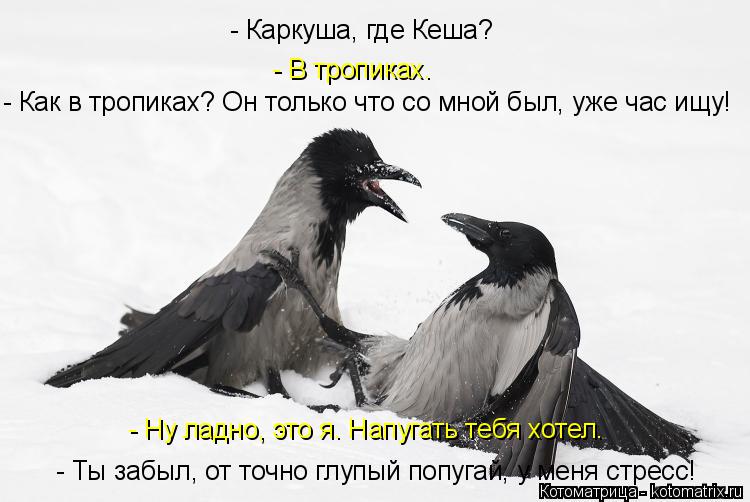 Котоматрица: - В тропиках. - Как в тропиках? Он только что со мной был, уже час ищу! - Ну ладно, это я. Напугать тебя хотел. - Ты забыл, от точно глупый попугай, ?
