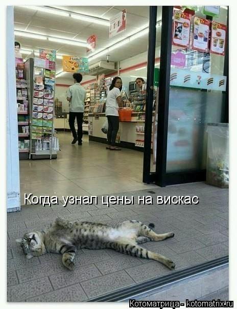 Котоматрица: Когда узнал цены на вискас