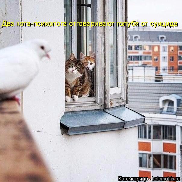 Два кота-психолога отговаривают голубя от суицида... Котоматрица: Два кота-психолога отговаривают голубя от суицида