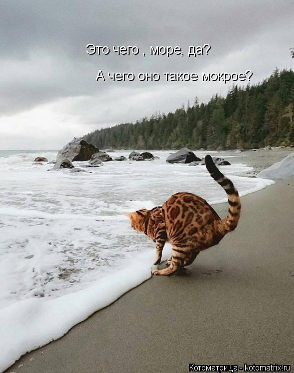 Котоматрица: Это чего , море, да? А чего оно такое мокрое?
