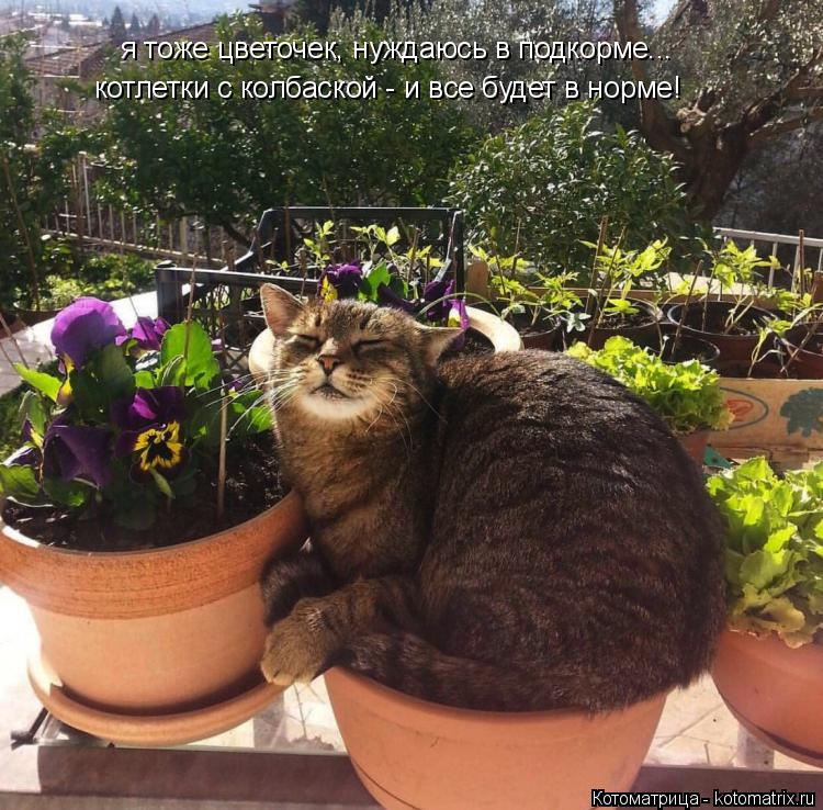 Котоматрица: я тоже цветочек, нуждаюсь в подкорме... котлетки с колбаской - и все будет в норме!
