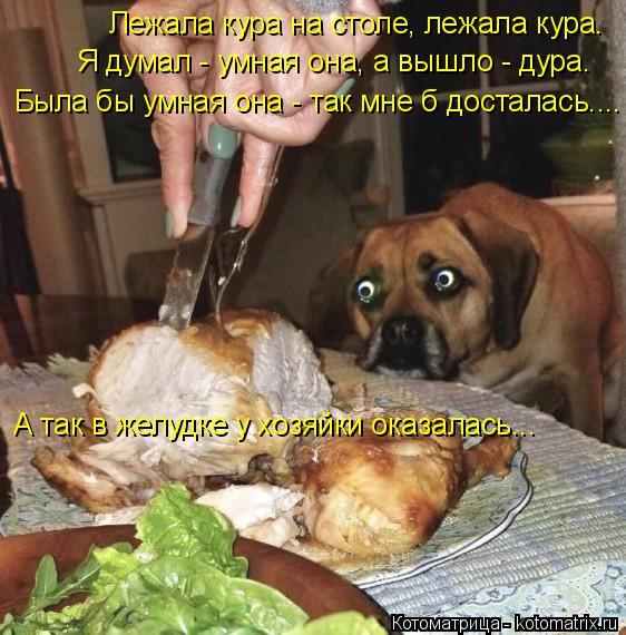 Котоматрица: Лежала кура на столе, лежала кура. Я думал - умная она, а вышло - дура. Была бы умная она - так мне б досталась.... А так в желудке у хозяйки оказал