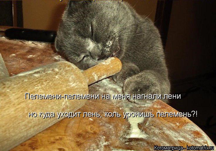 Котоматрица: Пелемени-пелемени на меня нагнали лени но куда уходит лень, коль уронишь пелемень?!