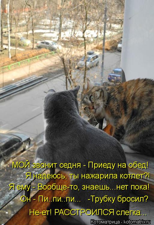 Котоматрица: МОЙ звонит седня - Приеду на обед! Я надеюсь, ты нажарила котлет?! Я ему - Вообще-то, знаешь...нет пока! Он - Пи..пи..пи...   -Трубку бросил? Не-ет! РАС?