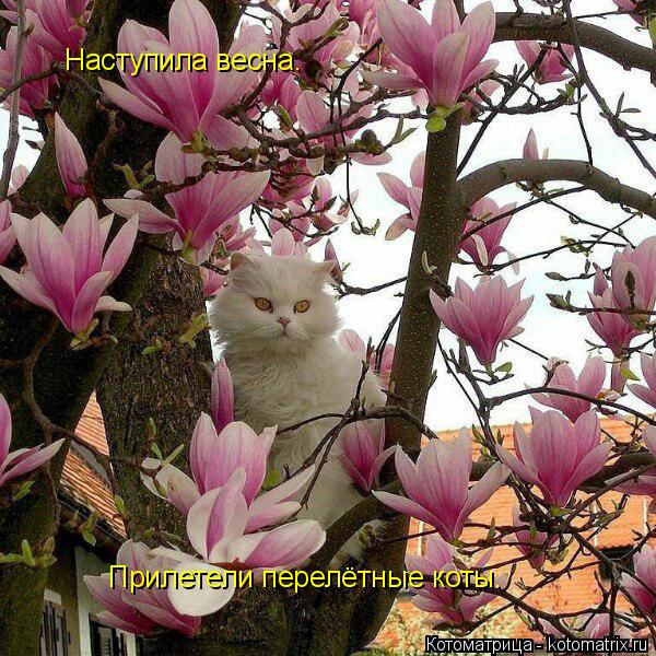 Наступила весна. Прилетели перелётные коты.... Котоматрица: Наступила весна. Прилетели перелётные коты.