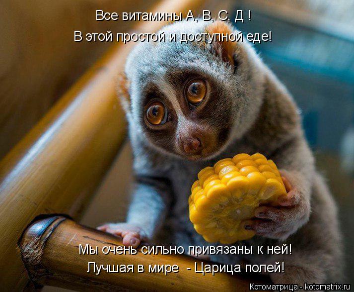 Мы очень сильно привязаны к ней! Все витамины А, В, С, Д ! В этой простой и доступной еде! Лучшая в м... Котоматрица: Мы очень сильно привязаны к ней! Все витамины А, В, С, Д ! В этой простой и доступной еде! Лучшая в мире - Царица полей!