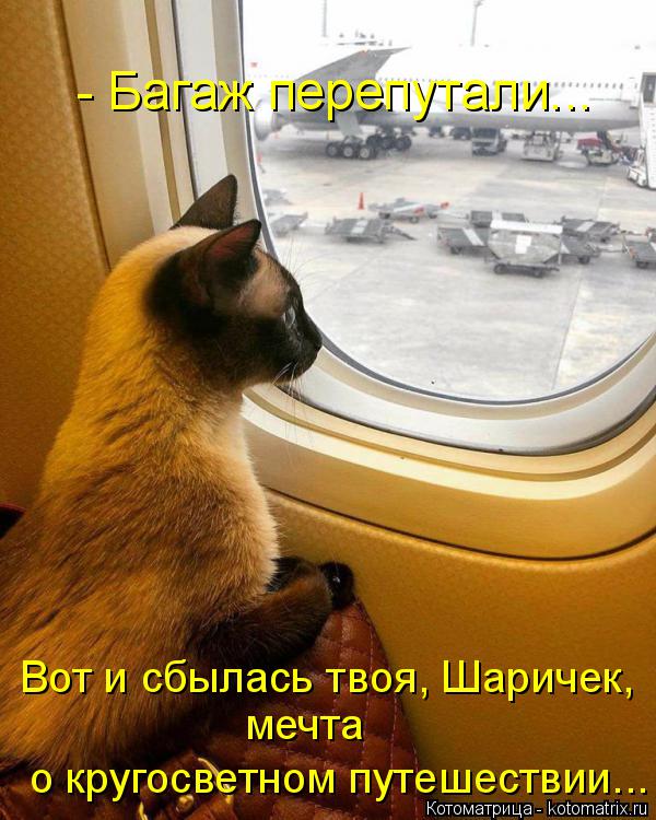 Котоматрица: - Багаж перепутали... Вот и сбылась твоя, Шаричек, мечта о кругосветном путешествии...