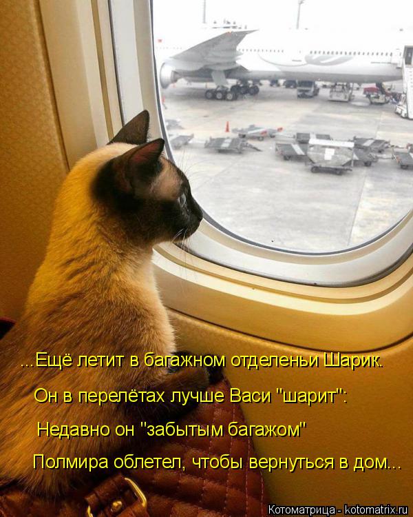 Котоматрица: ...Ещё летит в багажном отделеньи Шарик. Он в перелётах лучше Васи "шарит": Недавно он "забытым багажом" Полмира облетел, чтобы вернуться в дом