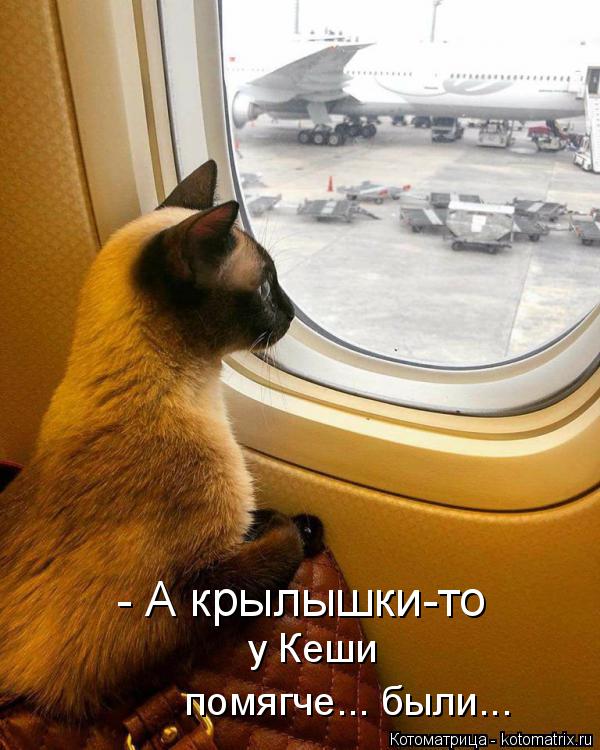 Котоматрица: - А крылышки-то   у Кеши помягче... были...