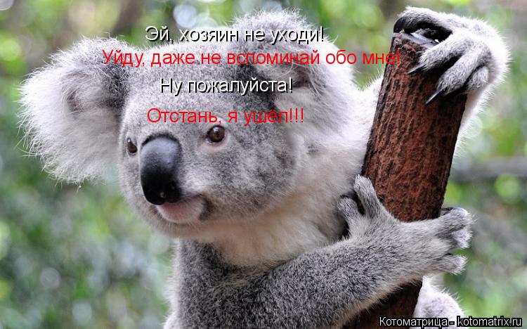 Эй, хозяин не уходи! Уйду, даже не вспоминай обо мне! Ну пожалуйста! Отстань, я ушёл!!!... Котоматрица: Эй, хозяин не уходи! Уйду, даже не вспоминай обо мне! Ну пожалуйста! Отстань, я ушёл!!!