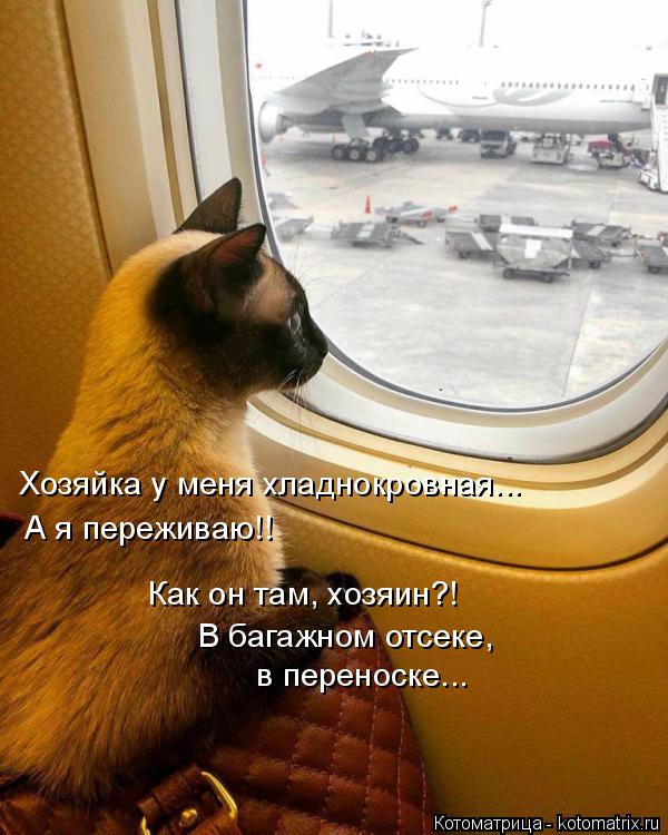 Котоматрица: Хозяйка у меня хладнокровная...  А я переживаю!! Как он там, хозяин?! В багажном отсеке,  в переноске...