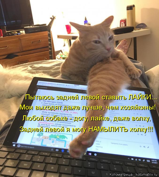 Котоматрица: Пытаюсь задней левой ставить ЛАЙКИ... Мои выходят даже лучше, чем хозяйкины! Любой собаке - догу, лайке, даже волку, Задней левой я могу НАМЫЛИ