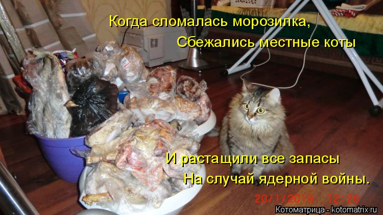 Когда сломалась морозилка, Сбежались местные коты И растащили все запасы На случай ядерной войны.... Котоматрица: Когда сломалась морозилка, Сбежались местные коты И растащили все запасы На случай ядерной войны.
