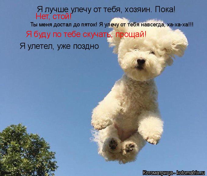 Я лучше улечу от тебя, хозяин. Пока! Нет, стой! Ты меня достал до пяток! Я улечу от тебя навсегда, ха... Котоматрица: Я лучше улечу от тебя, хозяин. Пока! Нет, стой! Ты меня достал до пяток! Я улечу от тебя навсегда, ха-ха-ха!!! Я буду по тебе скучать, прощай! Я уле