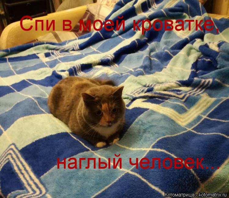 Котоматрица: Спи в моей кроватке, наглый человек...