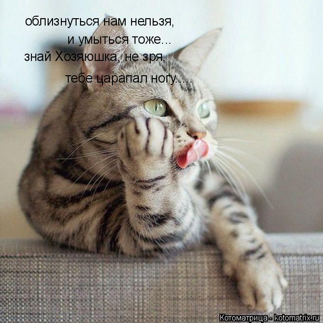 Котоматрица: облизнуться нам нельзя, и умыться тоже... знай Хозяюшка, не зря, тебе царапал ногу.....