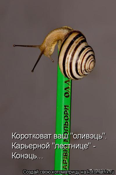 Котоматрица: Коротковат ваш "оливэць". Карьерной "лестнице" -  Конэць...