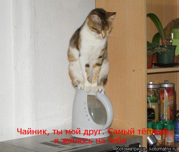 Котоматрица: Чайник, ты мой друг. Самый тёплый .я женюсь на тебе я женюсь на тебе