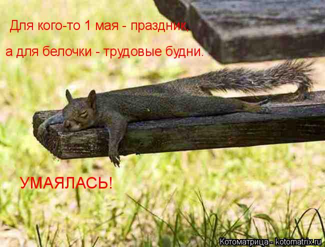 Для кого-то 1 мая - праздник, а для белочки - трудовые будни. УМАЯЛАСЬ!... Котоматрица: Для кого-то 1 мая - праздник, а для белочки - трудовые будни. УМАЯЛАСЬ!