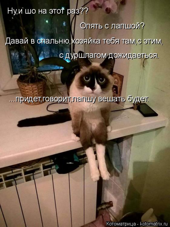 Котоматрица: Ну,и шо на этот раз?? Опять с лапшой? Давай в спальню,хозяйка тебя там,с этим, с дуршлагом дожидаеться. ...придет,говорит,лапшу вешать будет.