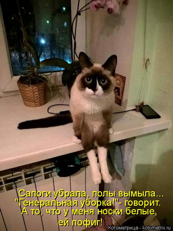 Котоматрица: Сапоги убрала, полы вымыла... "Генеральная уборка!"- говорит. А то, что у меня носки белые, ей пофиг!