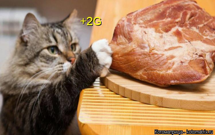 Котоматрица: +2G