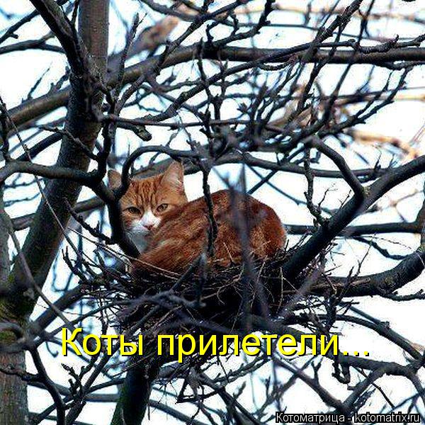 Котоматрица: Коты прилетели...
