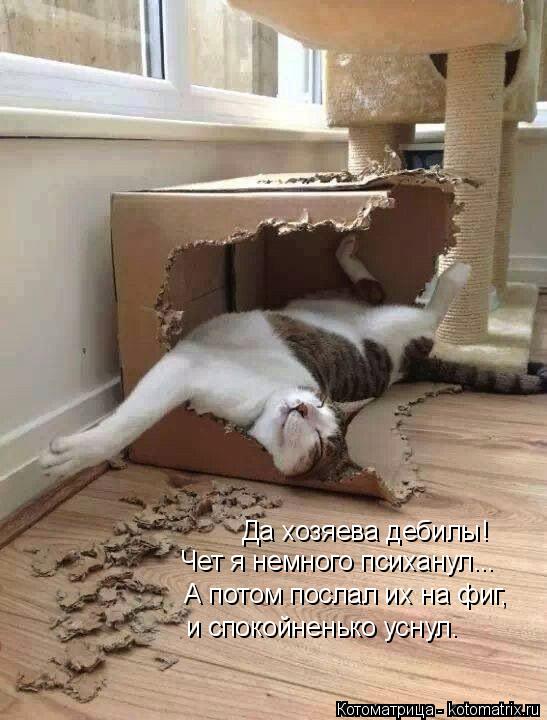 Котоматрица: Да хозяева дебилы! Чет я немного психанул... А потом послал их на фиг,  и спокойненько уснул.