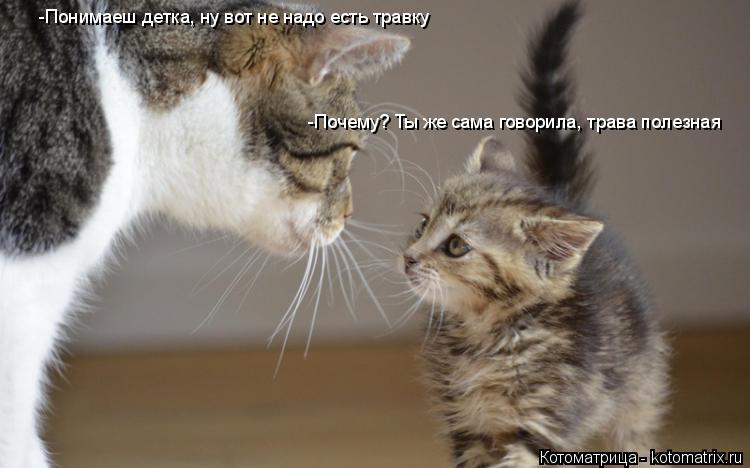 Котоматрица: -Понимаеш детка, ну вот не надо есть травку -Почему? Ты же сама говорила, трава полезная