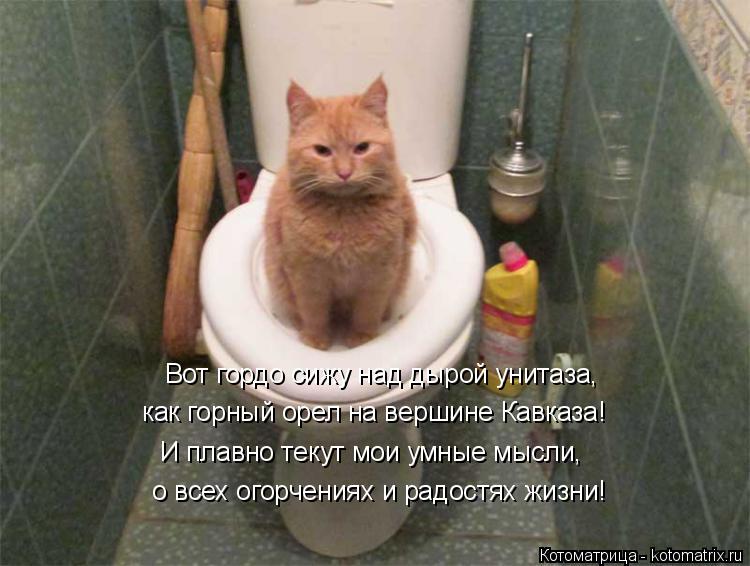 Котоматрица: Вот гордо сижу над дырой унитаза, как горный орел на вершине Кавказа! И плавно текут мои умные мысли,  о всех огорчениях и радостях жизни!
