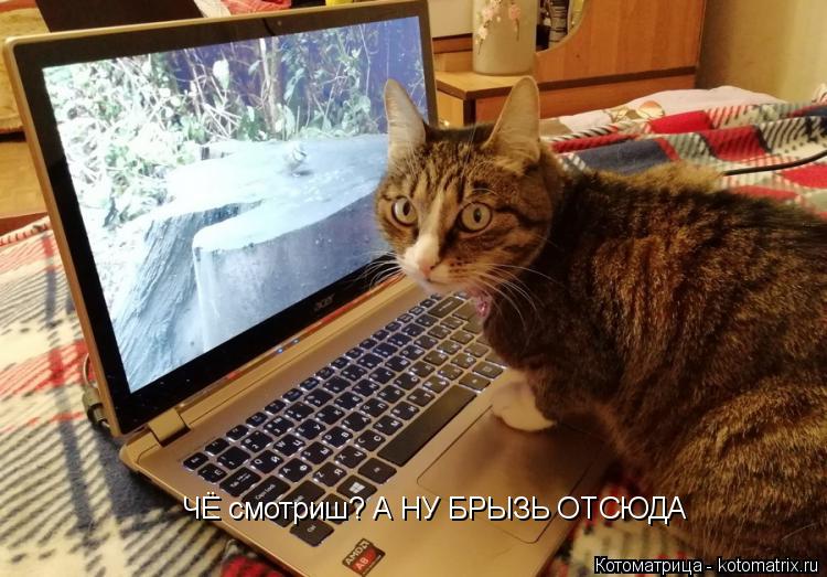 Котоматрица: ЧЁ смотриш? А НУ БРЫЗЬ ОТСЮДА