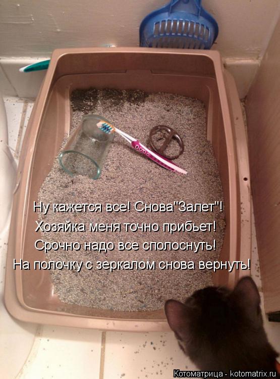 Котоматрица: Ну кажется все! Снова"Залет"!  Хозяйка меня точно прибьет! Срочно надо все сполоснуть! На полочку с зеркалом снова вернуть!