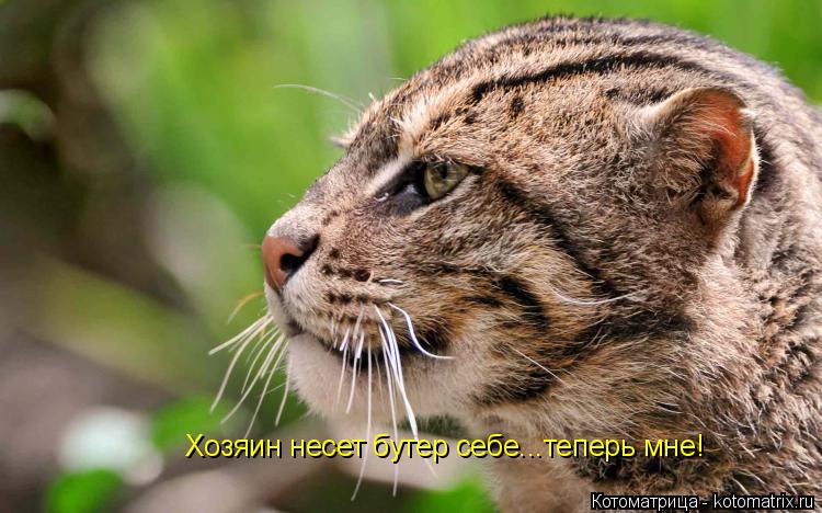 Котоматрица: Хозяин несет бутер себе...теперь мне!