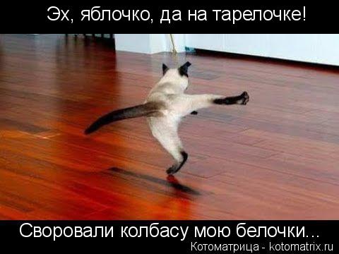 Котоматрица: Эх, яблочко, да на тарелочке! Своровали колбасу мою белочки...