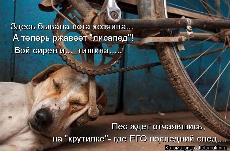 Котоматрица: Здесь бывала нога хозяина... А теперь ржавеет "лисапед"! Вой сирен и...  тишина..... Пес ждет отчаявшись, на "крутилке"- где ЕГО последний след....