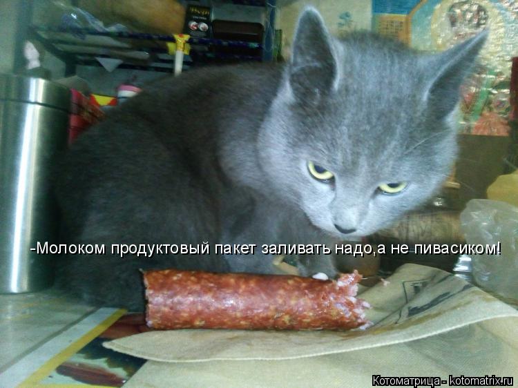 Котоматрица: -Молоком продуктовый пакет заливать надо,а не пивасиком!