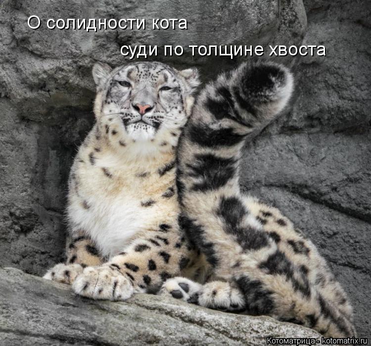 О солидности кота суди по толщине хвоста... Котоматрица: О солидности кота суди по толщине хвоста