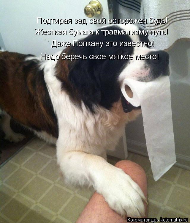 Котоматрица: Подтирая зад свой осторожен будь! Жесткая бумага к травматизму путь! Даже Полкану это известно! Надо беречь свое мягкое место!