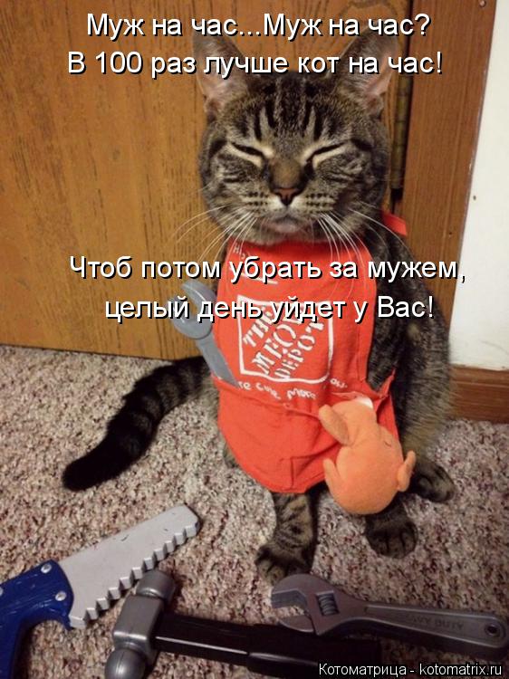 Котоматрица: Муж на час...Муж на час? В 100 раз лучше кот на час! Чтоб потом убрать за мужем, целый день уйдет у Вас!