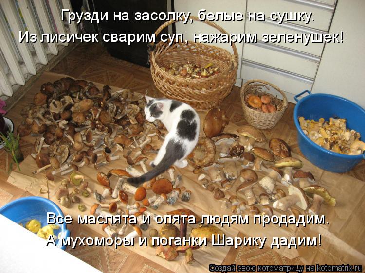 Котоматрица: Грузди на засолку, белые на сушку. Из лисичек сварим суп, нажарим зеленушек! Все маслята и опята людям продадим. А мухоморы и поганки Шарику ?