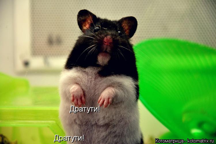 Котоматрица: Дратути!  Дратути!