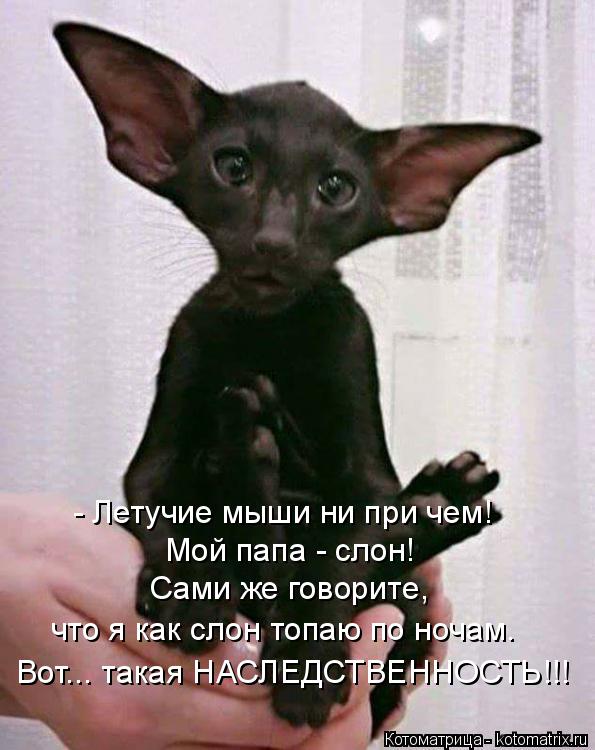 - Летучие мыши ни при чем! Мой папа - слон! Сами же говорите, что я как слон топаю по ночам. Вот... ... Котоматрица: - Летучие мыши ни при чем! Мой папа - слон! Сами же говорите, что я как слон топаю по ночам. Вот... такая НАСЛЕДСТВЕННОСТЬ!!!