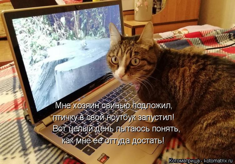 Котоматрица: Вот целый день пытаюсь понять, как мне ее оттуда достать! Мне хозяин свинью подложил, птичку в свой ноутбук запустил!