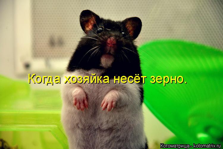 Котоматрица: Когда хозяйка несёт зерно.