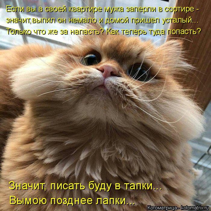 Котоматрица: Если вы в своей квартире мужа заперли в сортире - значит,выпил он немало и домой пришел усталый... Только что же за напасть? Как теперь туда по