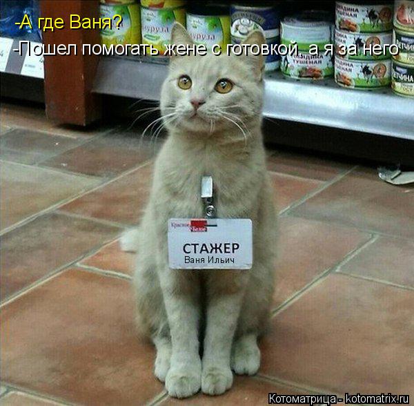 Котоматрица: -А где Ваня? -Пошел помогать жене с готовкой, а я за него Ваня Ильич
