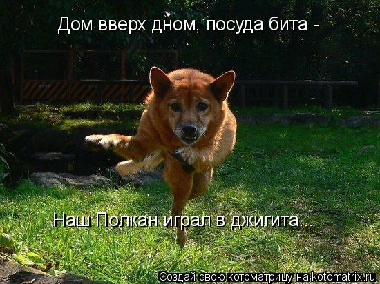 Котоматрица: Дом вверх дном, посуда бита - Наш Полкан играл в джигита...