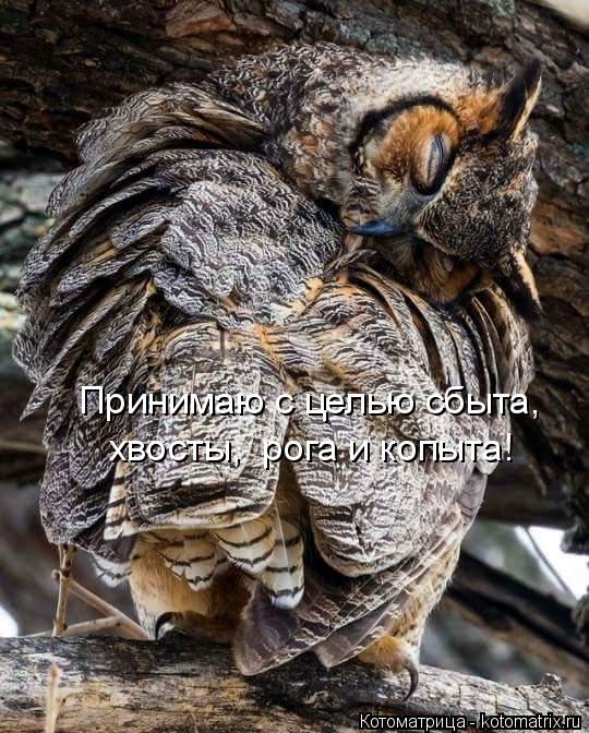 Котоматрица: Принимаю с целью сбыта, хвосты,  рога и копыта!